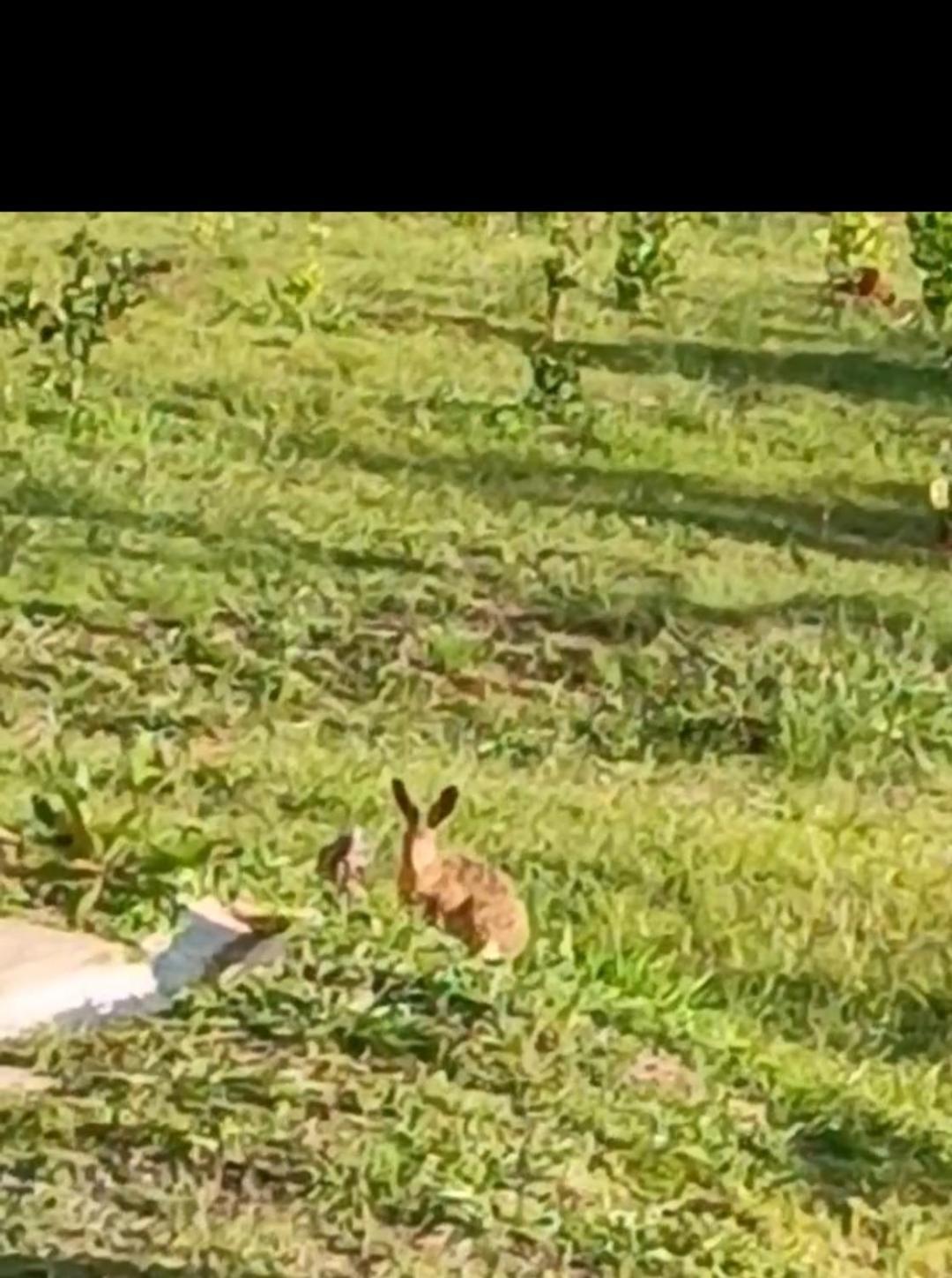 Toca dos Coelhos Chalés Carrancas Exterior foto